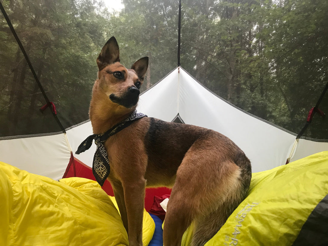 How To Get Started Backpacking With Your Dog